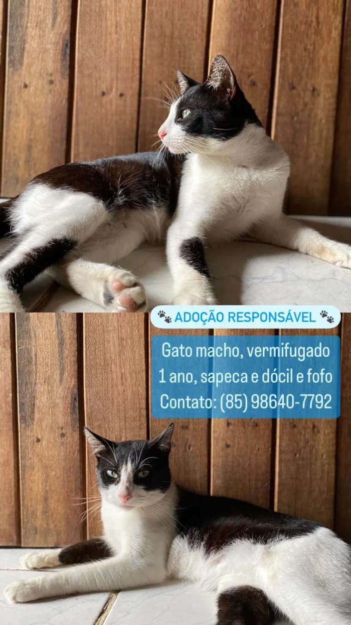 Gato ra a  idade  nome Sem Nome