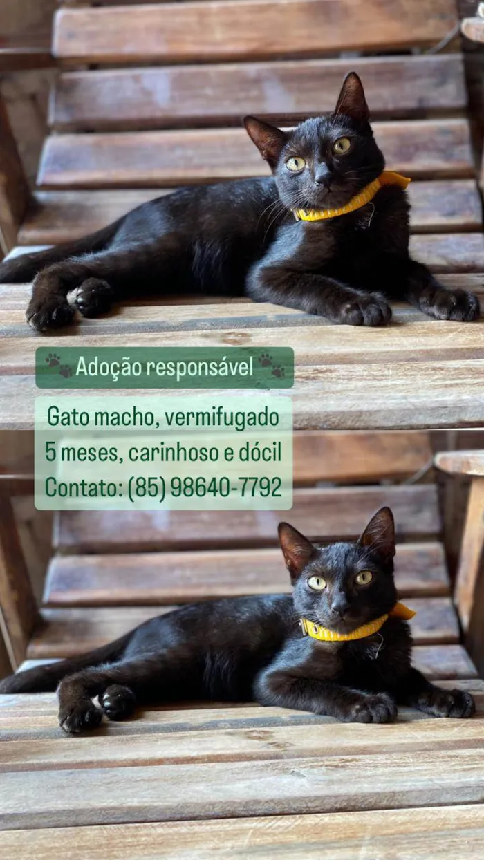 Gato ra a  idade  nome Sem Nome