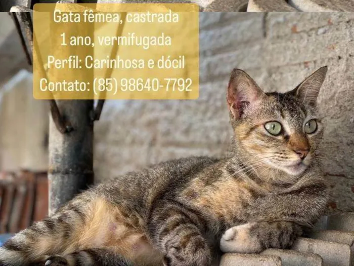 Gato ra a  idade  nome Sem Nome