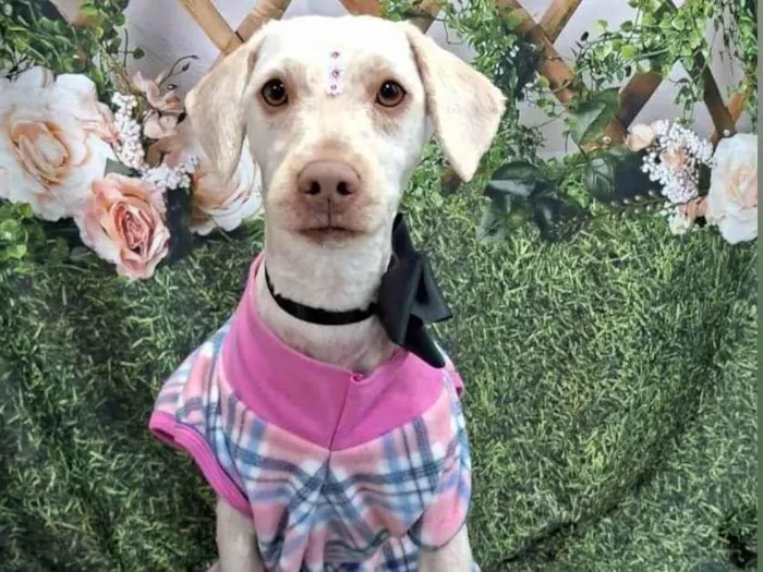 Cachorro ra a SRD-ViraLata idade 2 anos nome PÉROLA