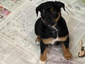 Cachorro raça SRD-ViraLata idade Abaixo de 2 meses nome LUCA