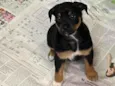 LUCA