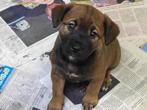 Cachorro raça SRD-ViraLata idade Abaixo de 2 meses nome LUI