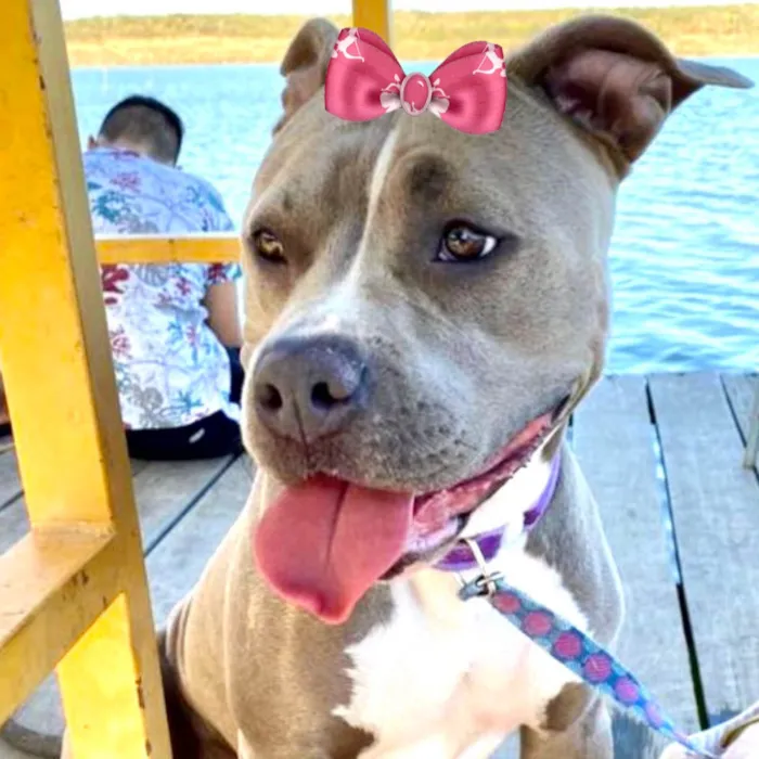 Cachorro ra a  idade 4 anos nome Mila 