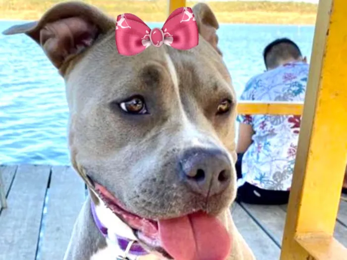 Cachorro ra a  idade 4 anos nome Mila 