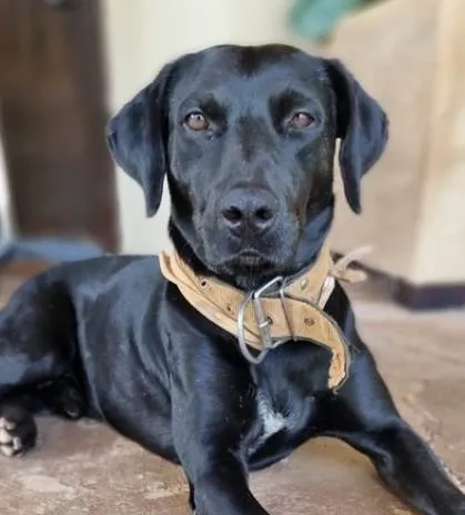 Cachorro ra a Labrador  idade 1 ano nome Zeus 