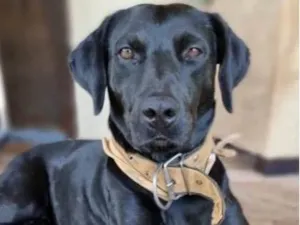 Cachorro raça Labrador  idade 1 ano nome Zeus 