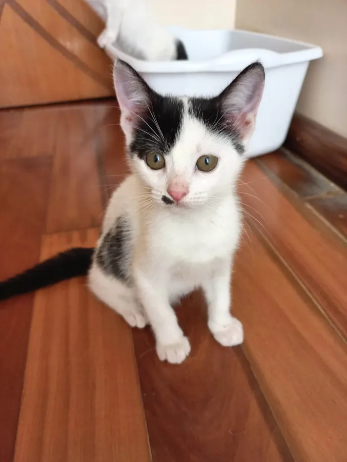 Gato raça SRD-ViraLata idade 2 a 6 meses nome Tonton bb2meses lindo 