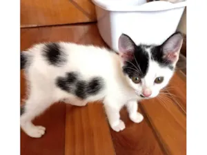 Gato raça SRD-ViraLata idade 2 a 6 meses nome Tonton bb2meses lindo 