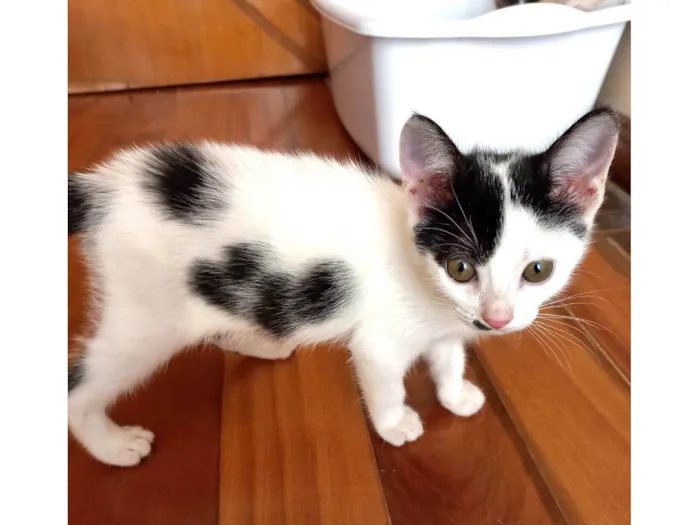 Gato raça SRD-ViraLata idade 2 a 6 meses nome Tonton bb2meses lindo 