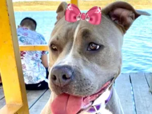 Cachorro raça  idade 4 anos nome Mila 