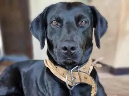 Cachorro ra a Labrador  idade 1 ano nome Zeus 