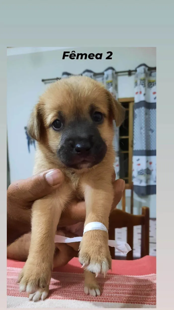 Cachorro ra a  idade Abaixo de 2 meses nome july