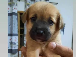 Cachorro raça  idade Abaixo de 2 meses nome july