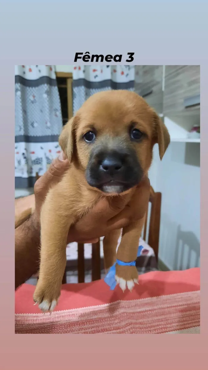 Cachorro ra a  idade Abaixo de 2 meses nome aninha