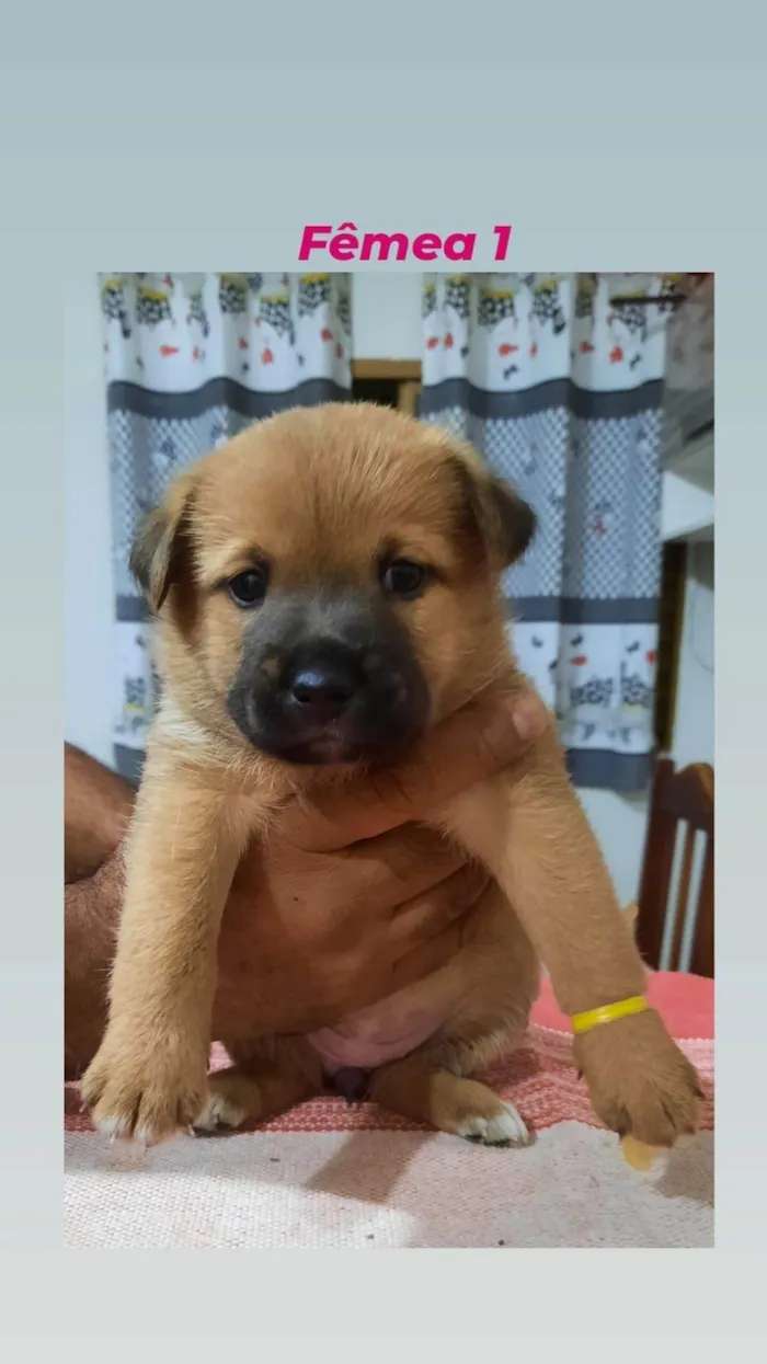 Cachorro ra a  idade Abaixo de 2 meses nome sol