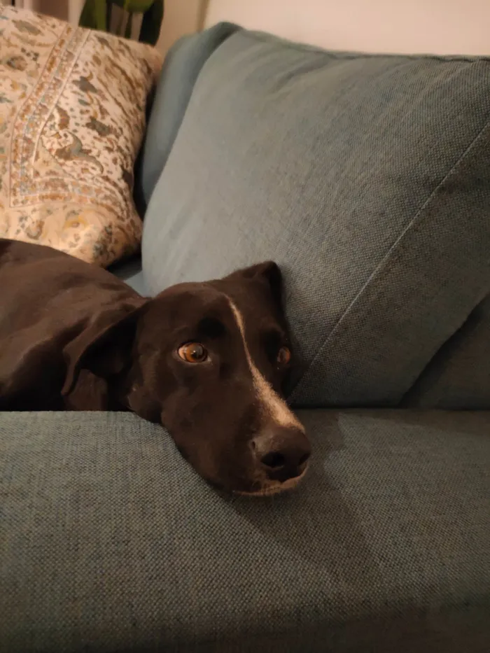 Cachorro ra a  idade 2 anos nome Vito