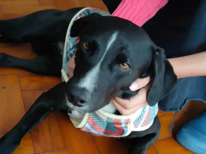 Cachorro ra a  idade 2 anos nome Vito