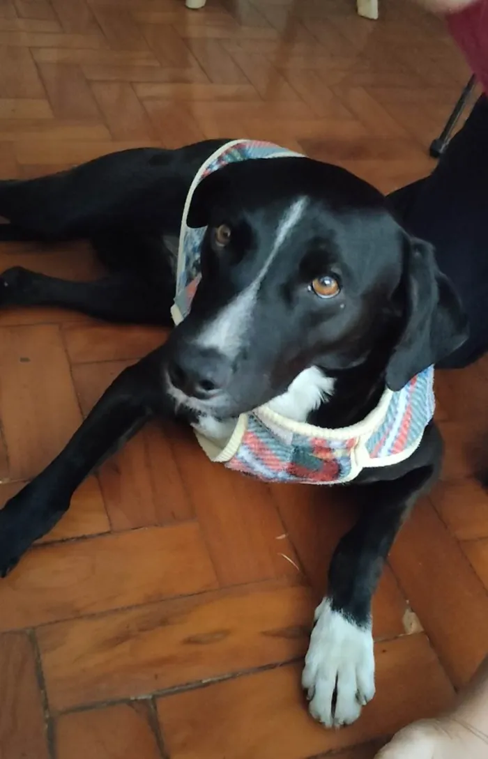 Cachorro ra a  idade 2 anos nome Vito