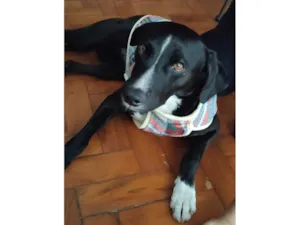 Cachorro raça  idade 2 anos nome Vito