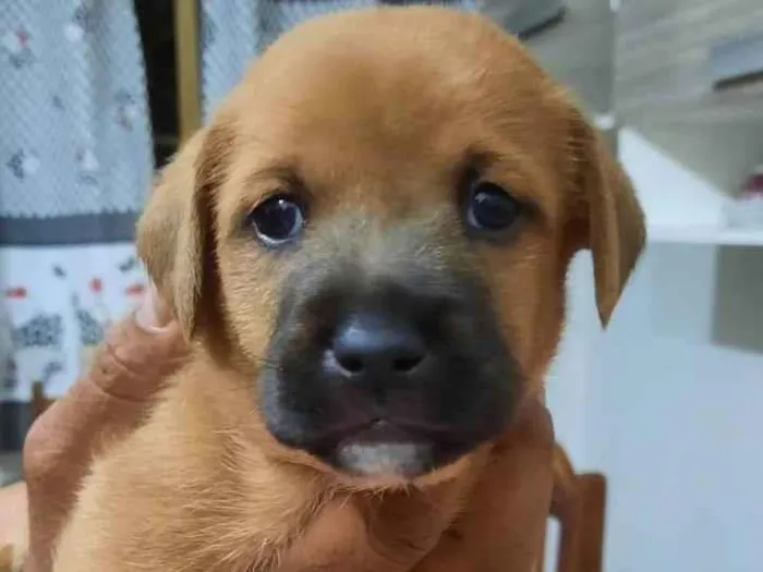 Cachorro ra a  idade Abaixo de 2 meses nome aninha