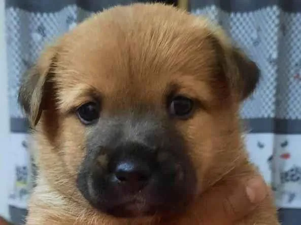 Cachorro ra a  idade Abaixo de 2 meses nome sol