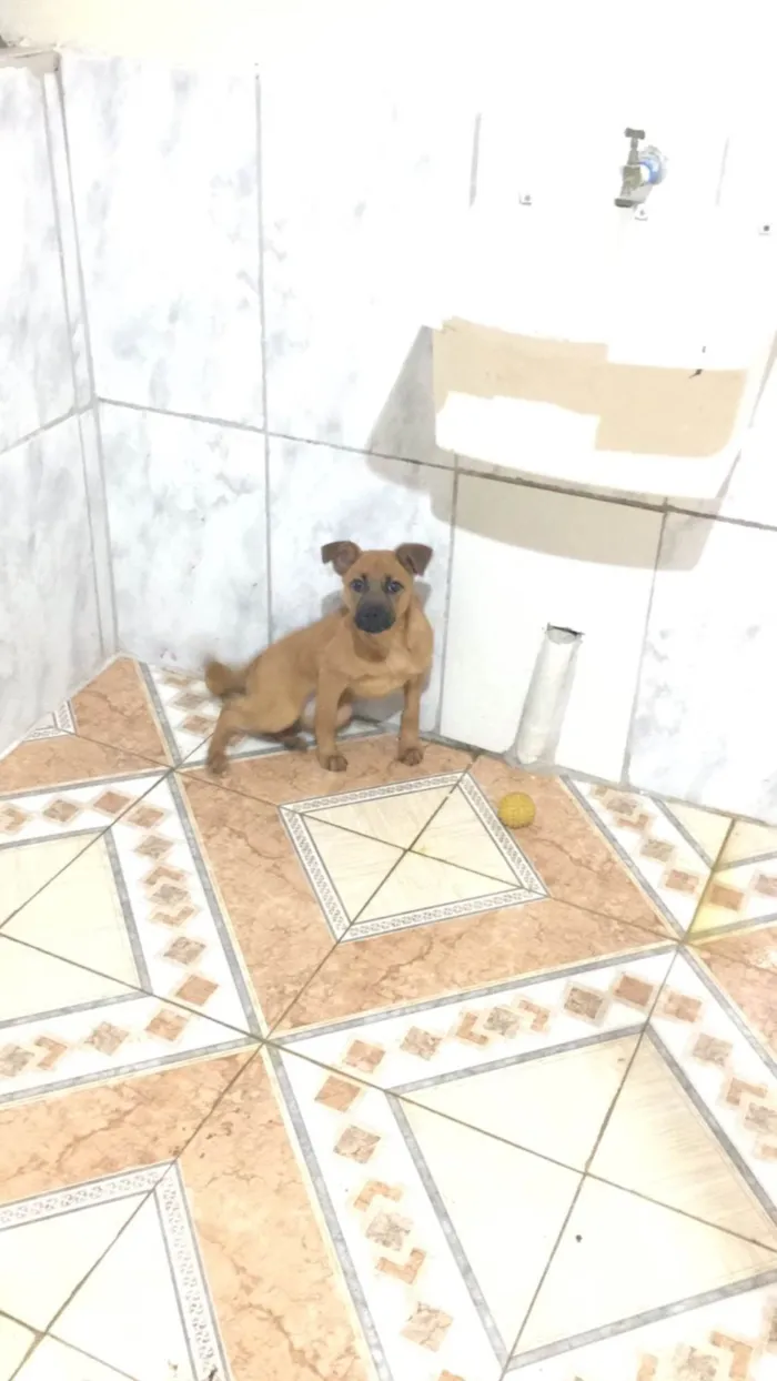 Cachorro ra a SRD-ViraLata idade 2 a 6 meses nome Mel 