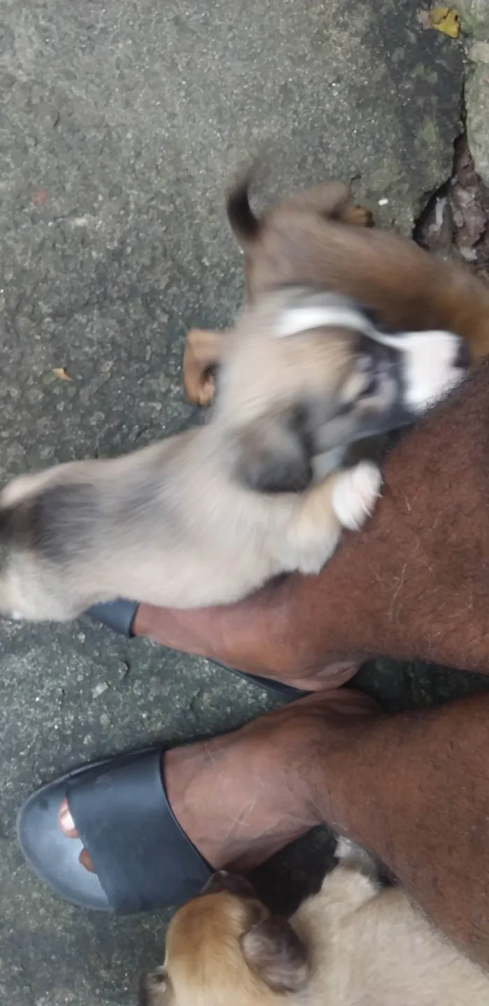 Cachorro raça Vira- lata idade 2 a 6 meses nome Bezinhas