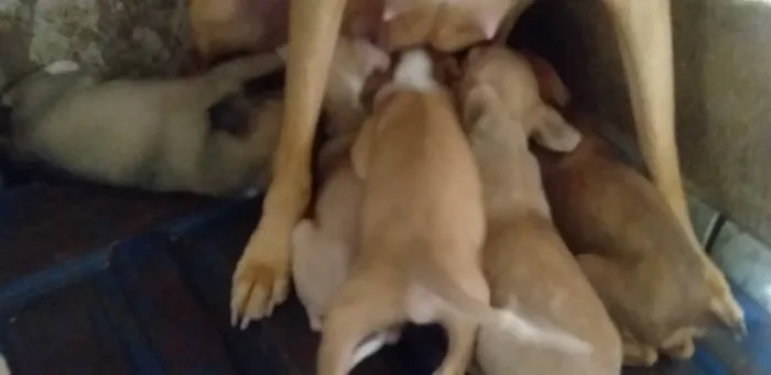 Cachorro raça Vira- lata idade 2 a 6 meses nome Bezinhas