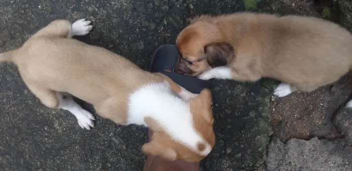 Cachorro raça Vira- lata idade 2 a 6 meses nome Bezinhas