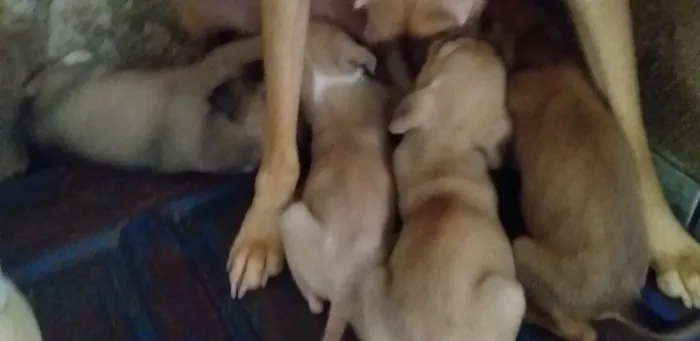 Cachorro raça Vira- lata idade 2 a 6 meses nome Bezinhas