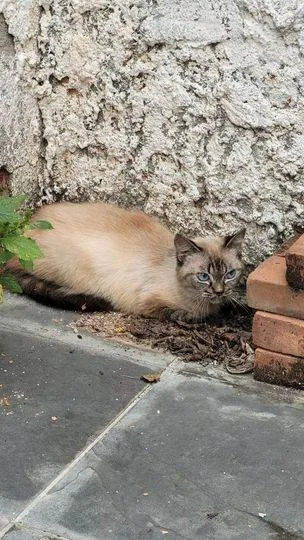Gato ra a  idade 1 ano nome Não sabemos