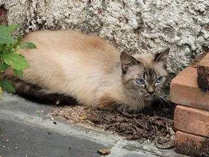 Gato ra a  idade 1 ano nome Não sabemos