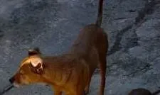 Cachorro ra a SRD-ViraLata idade 4 anos nome Sherlock