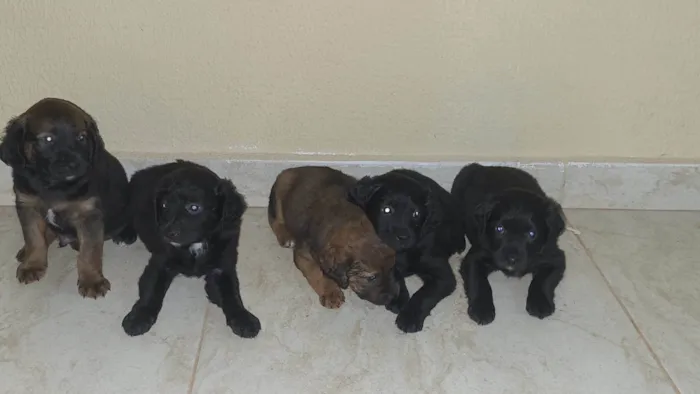 Cachorro ra a SRD-ViraLata idade Abaixo de 2 meses nome filhotes