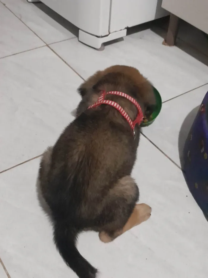 Cachorro ra a Não sei idade 2 a 6 meses nome Aslam