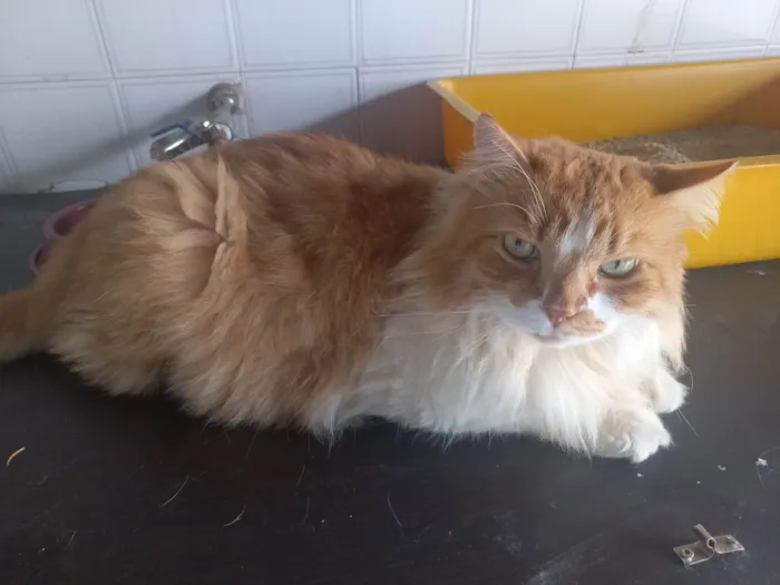 Gato raça Angorá idade 6 ou mais anos nome jack