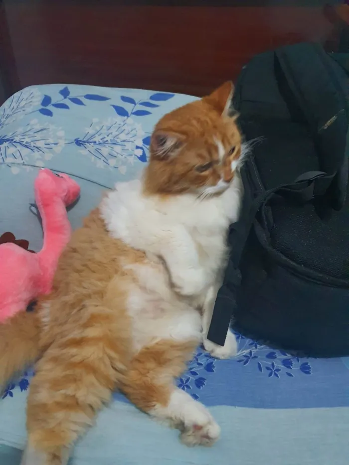 Gato raça Angorá idade 6 ou mais anos nome jack