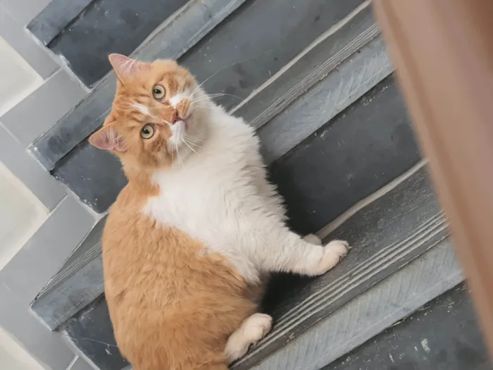 Gato raça Angorá idade 6 ou mais anos nome jack