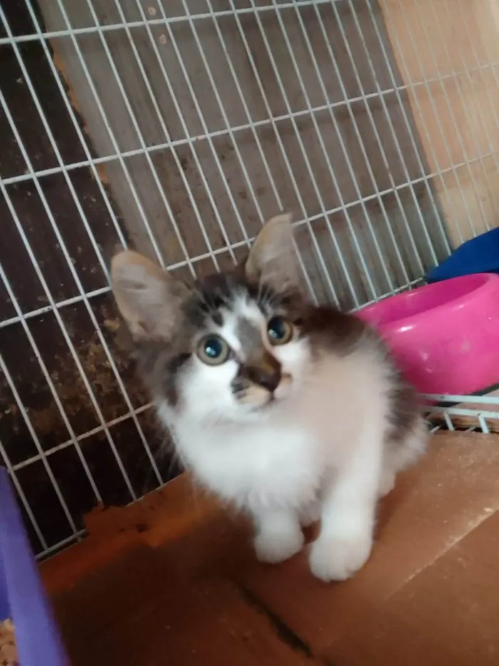 Gato raça Srd idade Abaixo de 2 meses nome Cindy