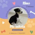 Cachorro raça Srd idade 2 a 6 meses nome Nino