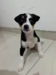 Cachorro raça Srd idade 2 a 6 meses nome Nino