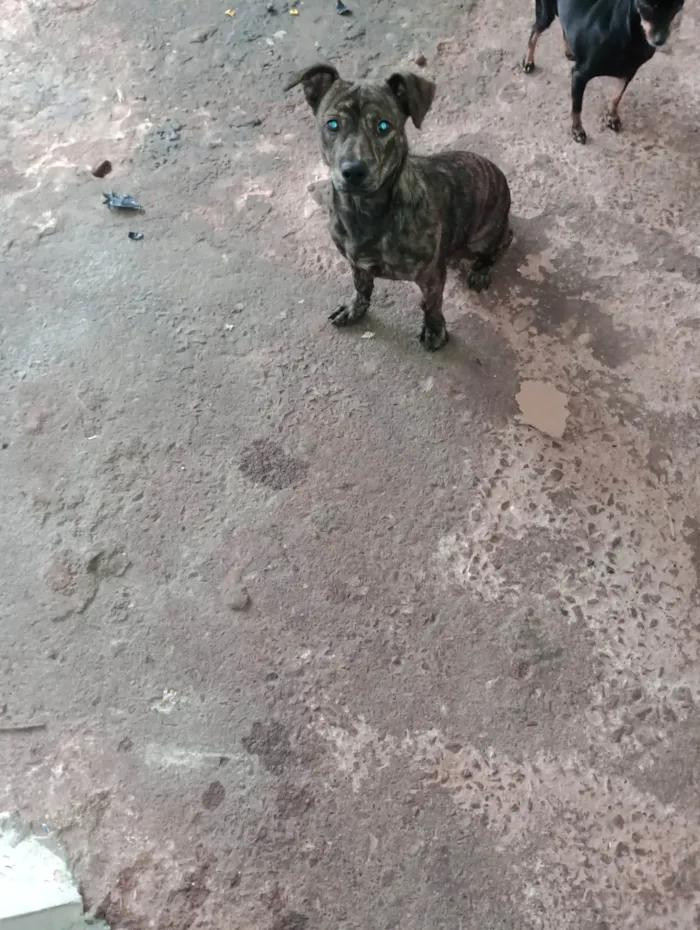 Cachorro ra a SRD-ViraLata idade 2 a 6 meses nome Janja