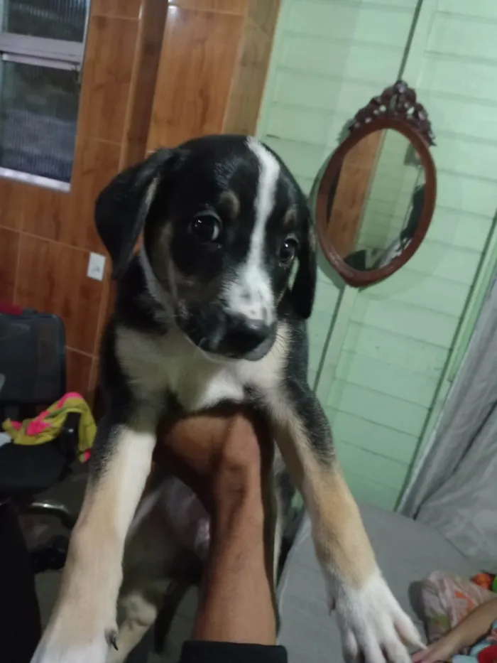 Cachorro ra a SRD-ViraLata idade 2 a 6 meses nome Revoada