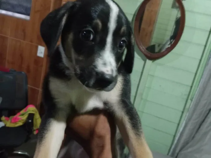 Cachorro ra a SRD-ViraLata idade 2 a 6 meses nome Revoada