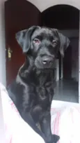 Pantera