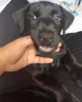 Pantera