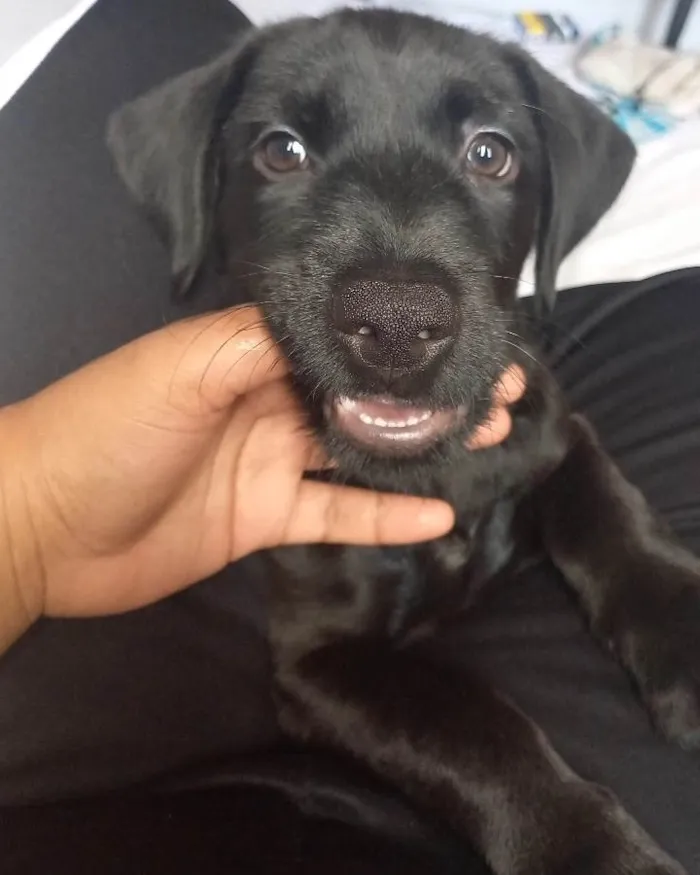 Cachorro ra a SRD-ViraLata idade 2 a 6 meses nome Pantera