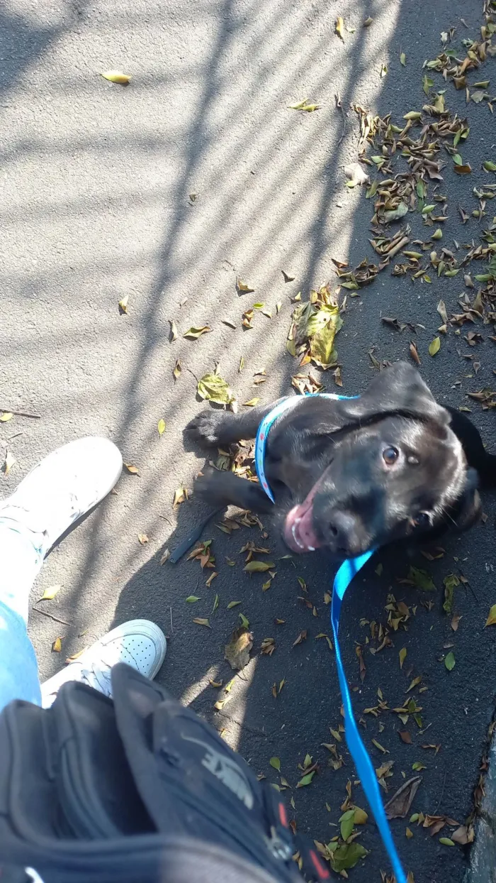 Cachorro ra a SRD-ViraLata idade 2 a 6 meses nome Pantera