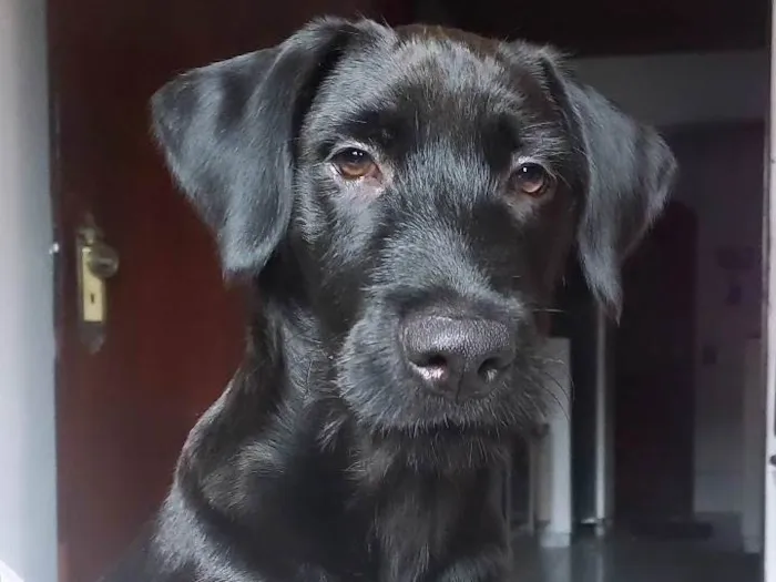 Cachorro ra a SRD-ViraLata idade 2 a 6 meses nome Pantera